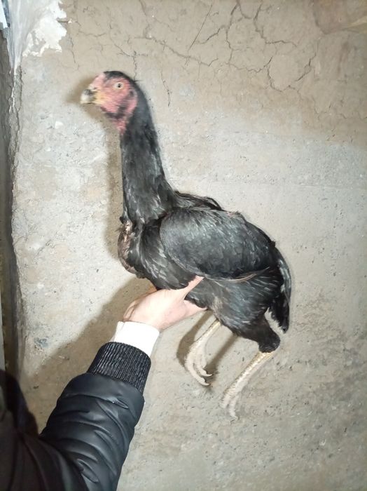 Tozza zot makiyon sinalgan