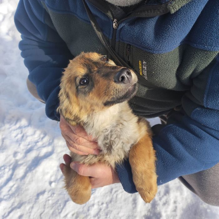 Отдам щенка в добрые руки