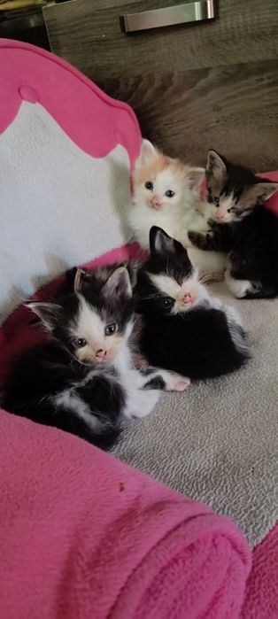 Отдам бесплатно в хорошие руки котята
