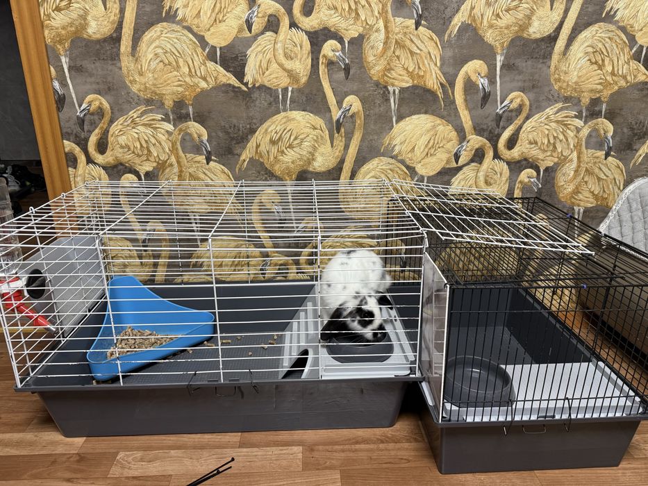 Продам двух кроликов