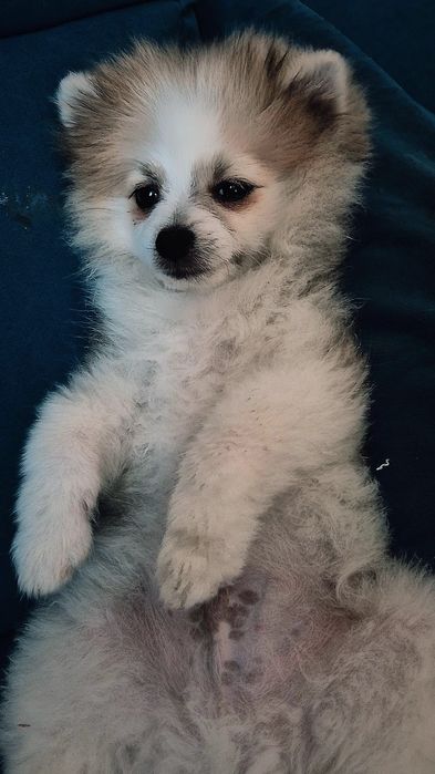 Продаётся  щенок шпиц