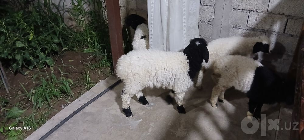 Qoʻzichoqla sotiladi. Oq qora 3 ta, bittasi kotta qogani kichkina