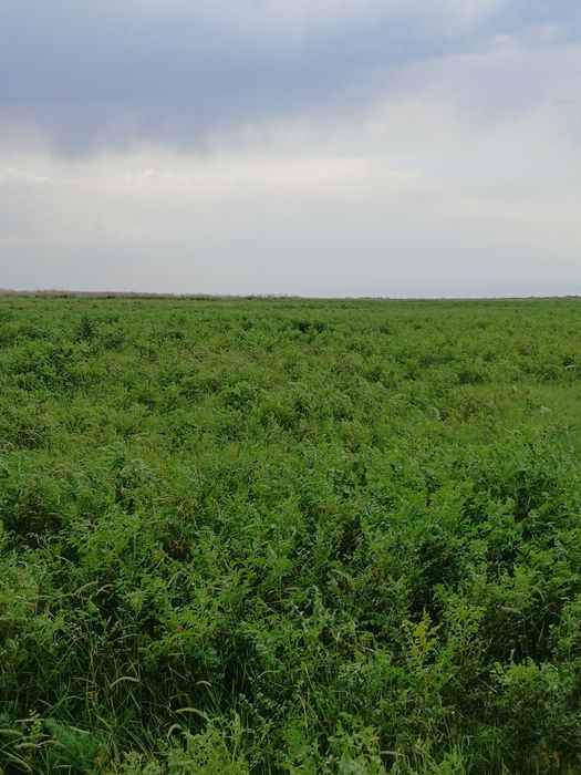 ФАЗЕНДА сатылады