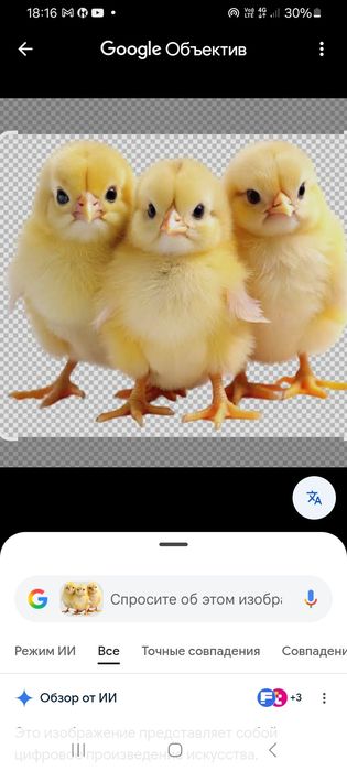 Продам цыплят разных парод