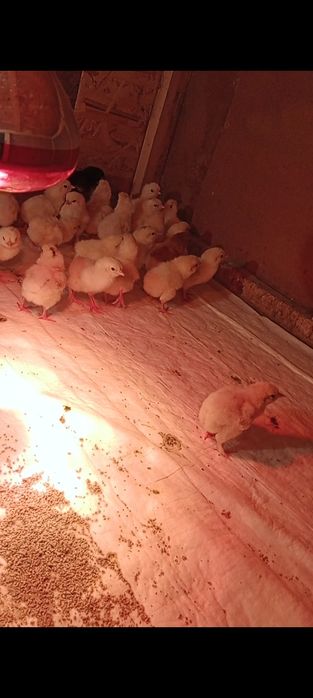 Цыплята домашние помесные