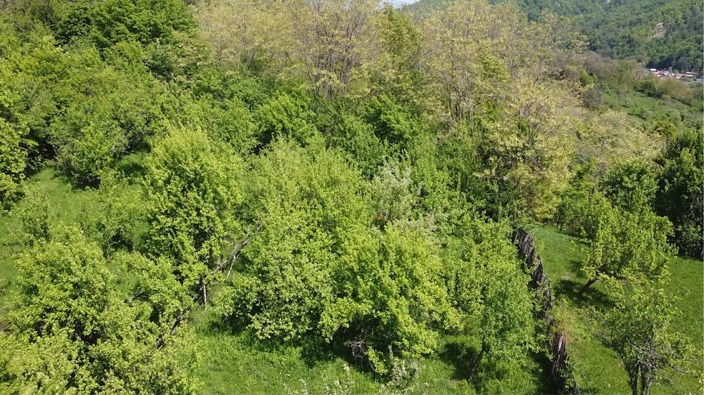 Teren de vanzare Jud. Arges, Berevoesti