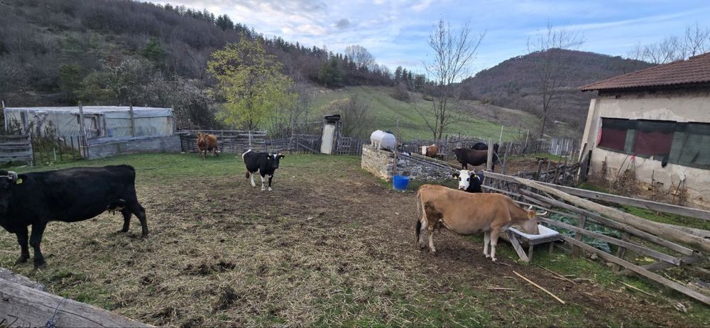 Млечни крави подбрани