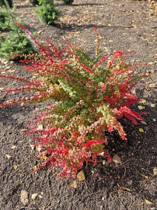 Продажа саженцев