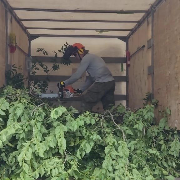 Спилить дерево , обрезка