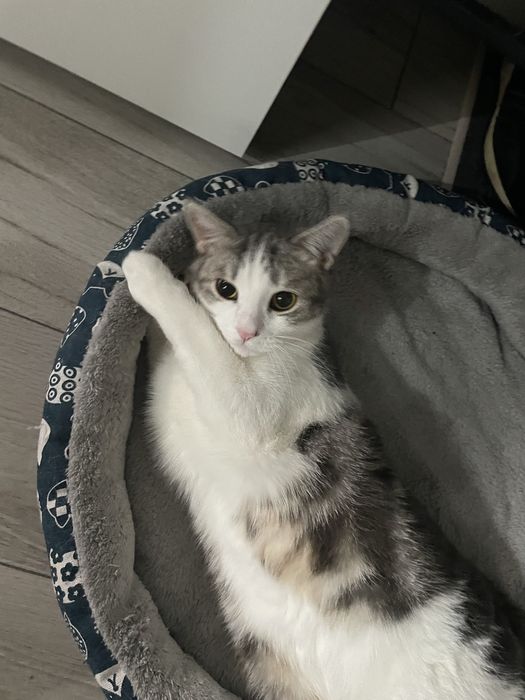 В добрые руки домашний котик