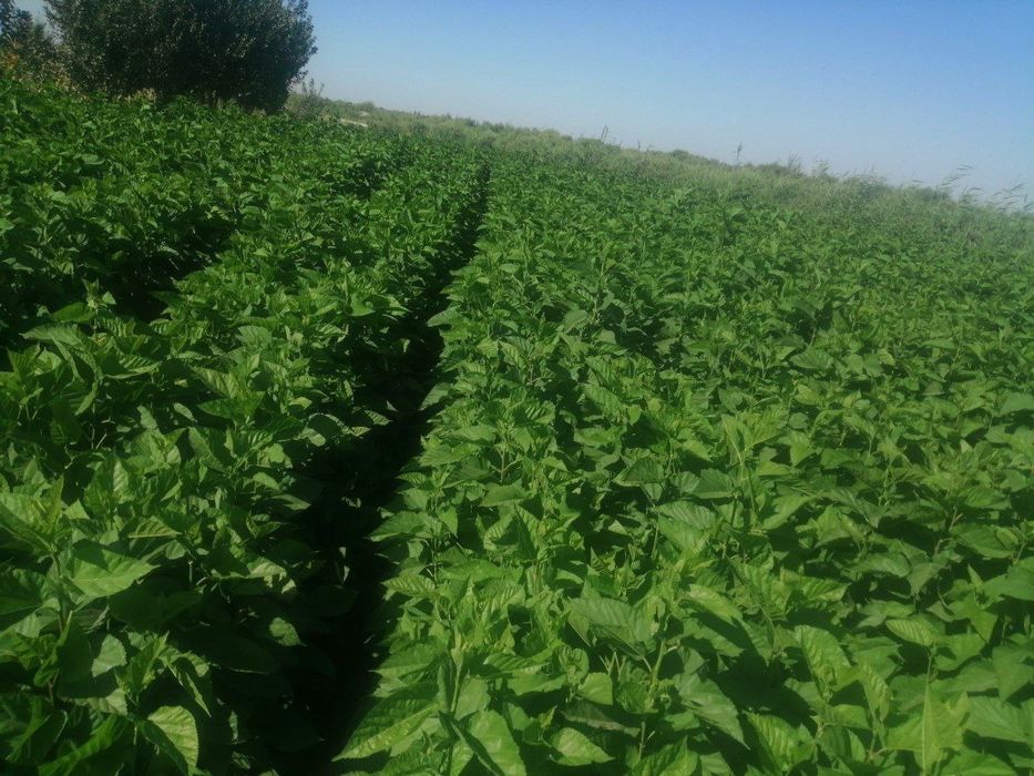 Тут кучатлари сотилади аригинал кучатлар  тутмаса бонус бор