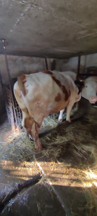 Vaca de vânzare baltata