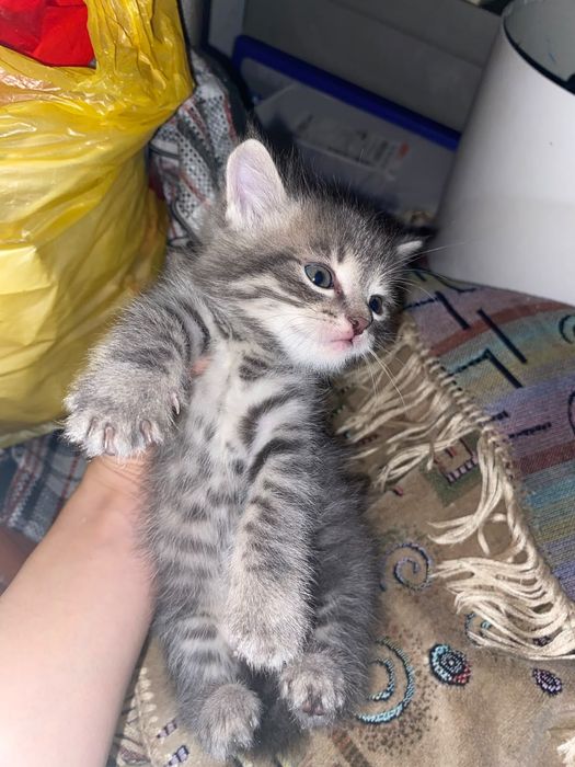 Отдам маленьких котят в  добрые руки.