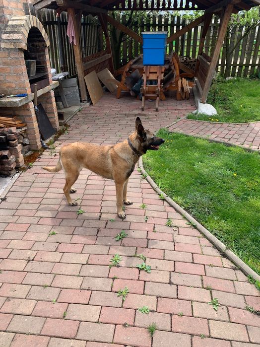 Donez cățelușă Ciobănesc belgian MALINOIS în vârstă de 4 ani. Foarte cuminte si ascultătoare.