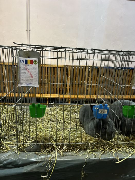 Iepuri vienez albastru