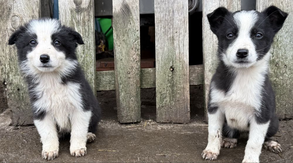Малки кученца бордър коли