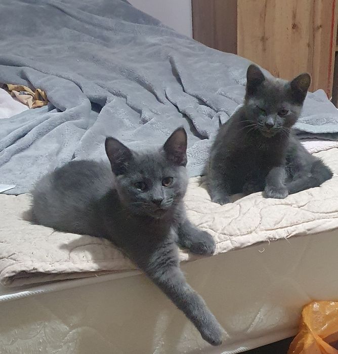 Котята маленькие