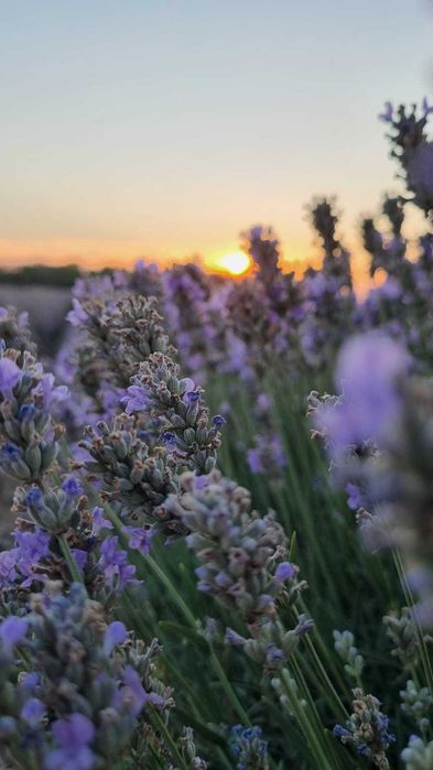 Ulei Esențial de Lavandă – 100% Pur, En-gross