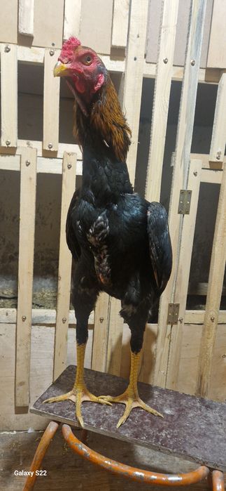 Дакан хинт майски