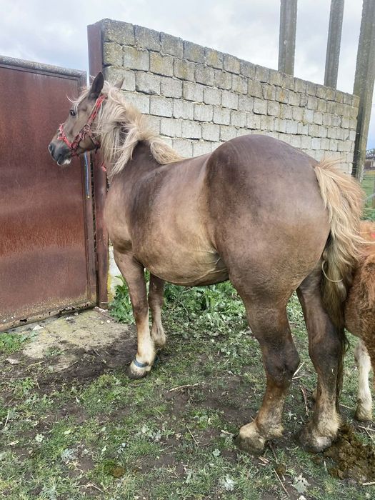 Vand iapa cu manza !