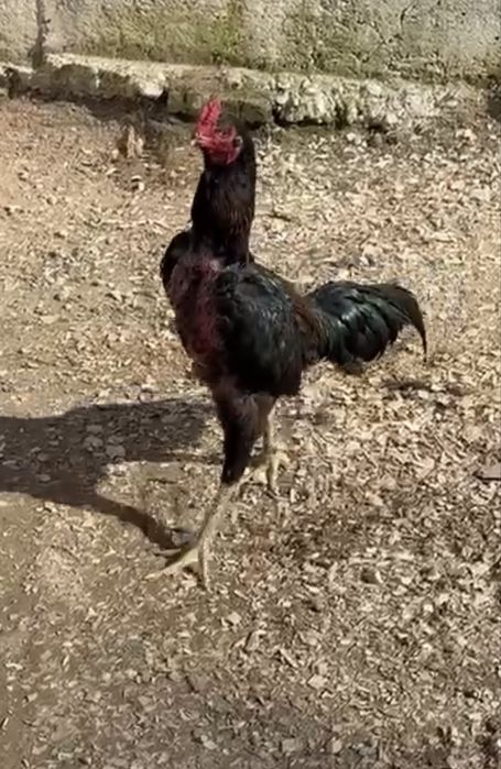 Продается бойцовый петух