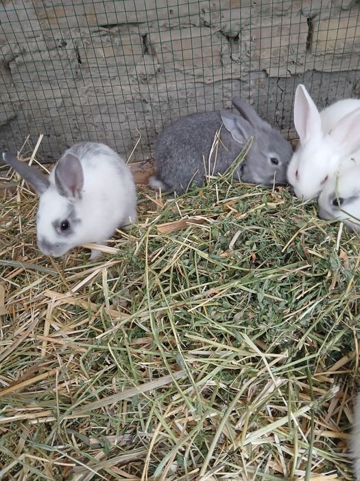 Mayda quyonchalar bor