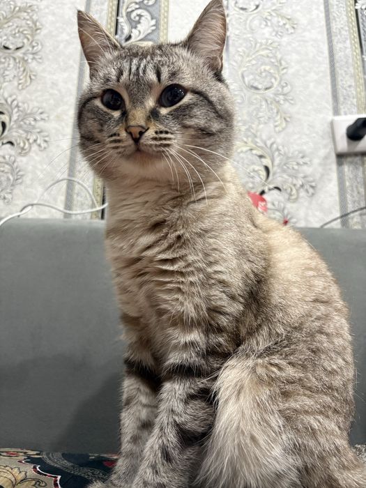 Отдам котенка в хорошие руки