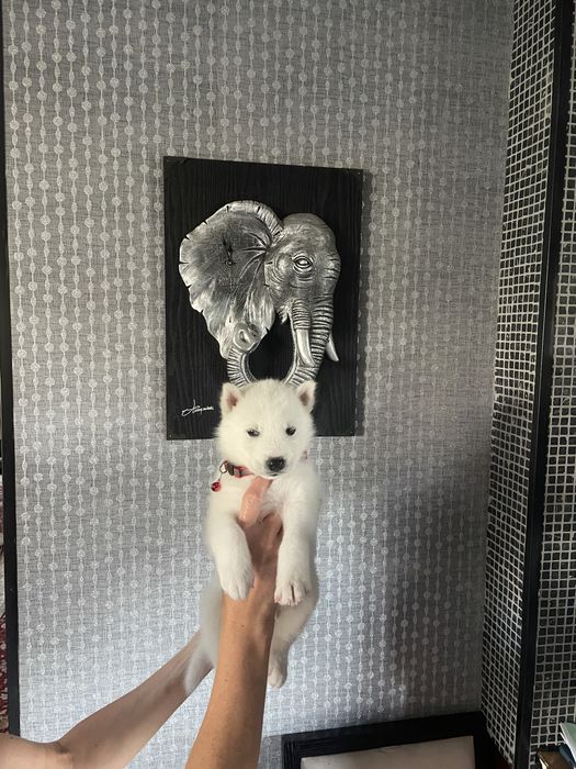 Хаски белый разноглазый мальчик