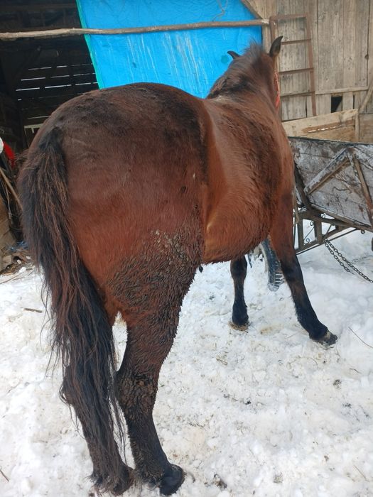 Vând manza de 5 ani,sau schimb cu vaca sau vitei