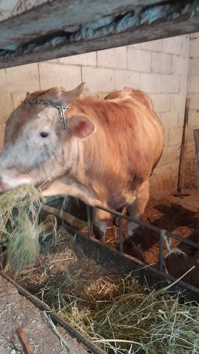 Продам Бычка 1.5 годовалый