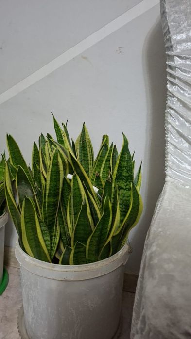 Бөлме гүлдері сатылады