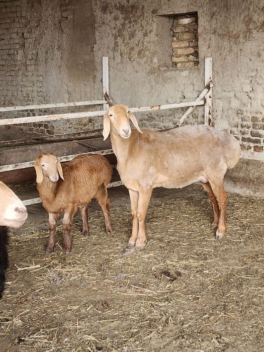 Арашан она бола сотилади