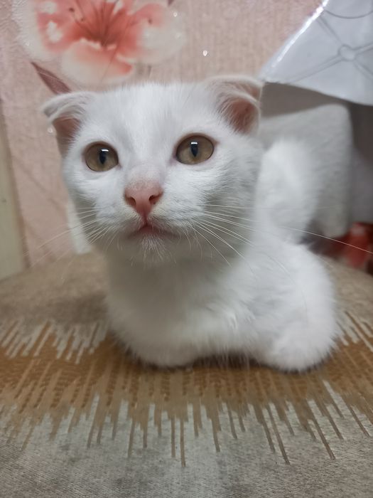 Котята 1,5 месяца