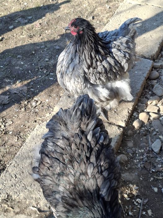 Vând ouă găini orpington albastru