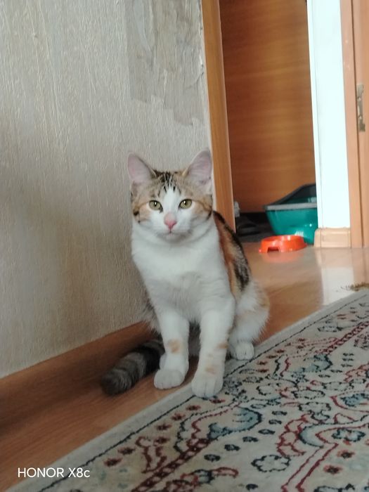 Отдам кошку в хорошие руки.