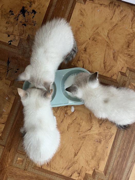 Отдадим котят в добрые руки