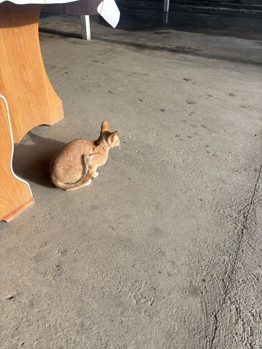 Продаю Кот Девон-рекс