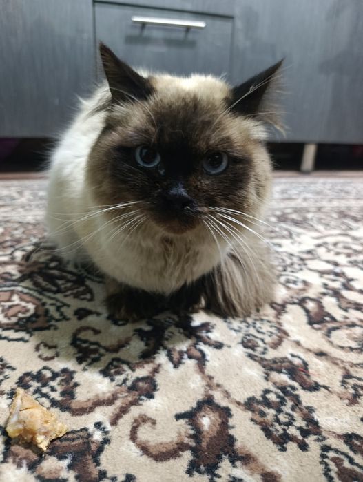 Балинезийской кошка