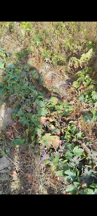 Kishmish kóchat 100% ishinchli SÓQOQ da