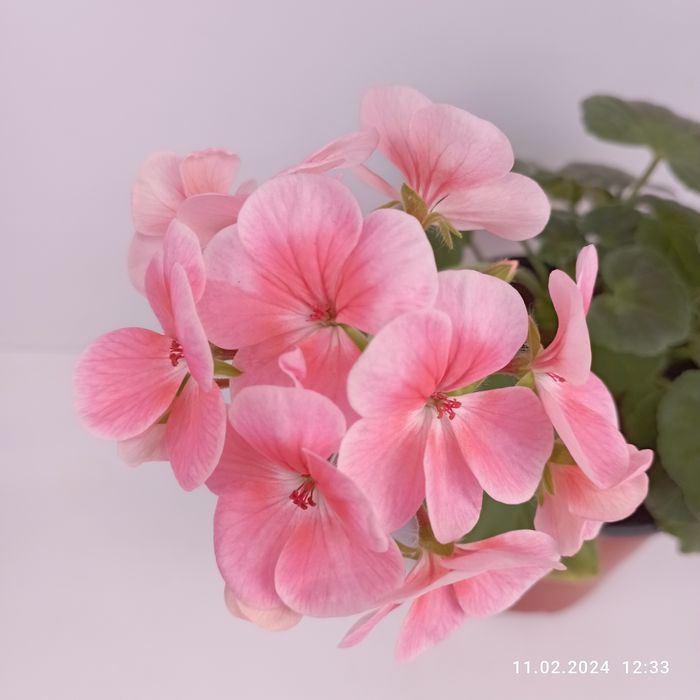 Пеларгония в ассортименте