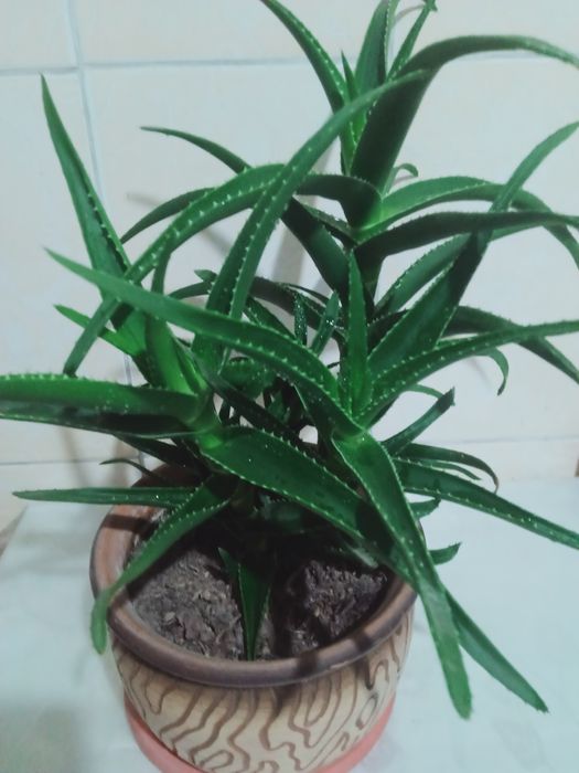 Продам алой и другие цветы