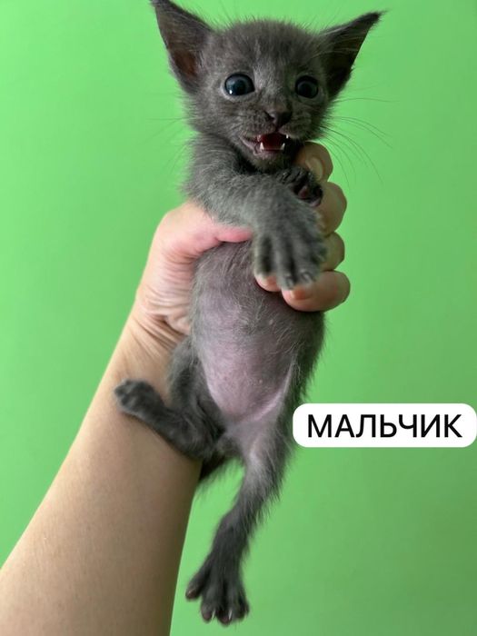 Бесплатно котята в добрые руки