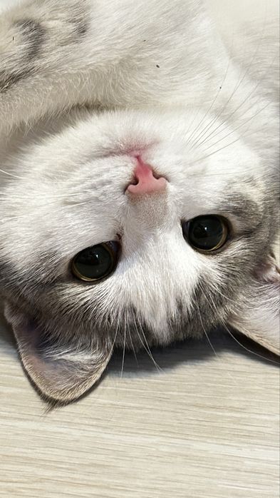 Отдам кошку в добрые руки