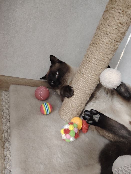 Пристраивается котик