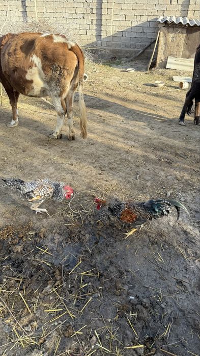 Хурозлар Сотилади Соглом