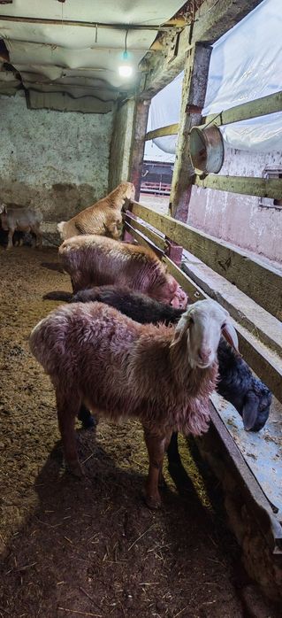 Soglom qozi qochqorla