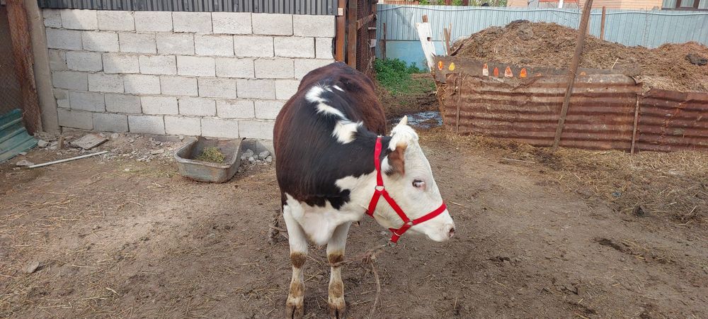 Симентал телка годовалая