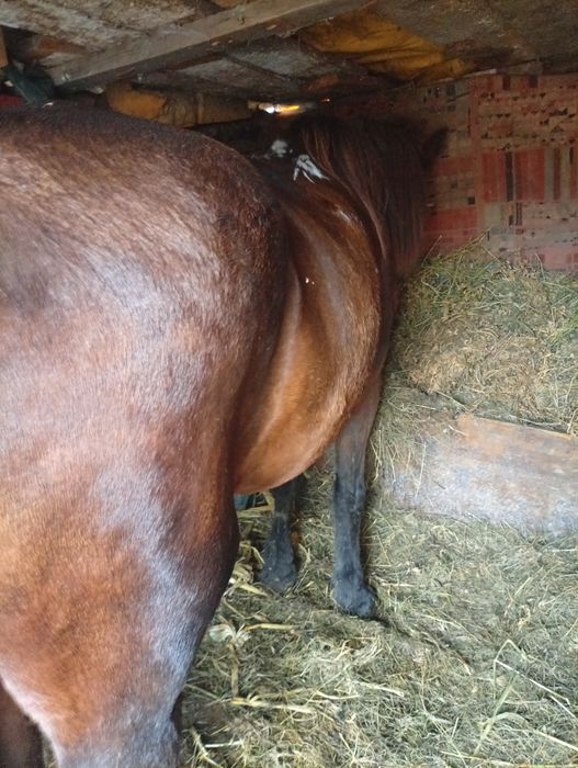 Vand un cal castrat foarte cuminte bun de  ham