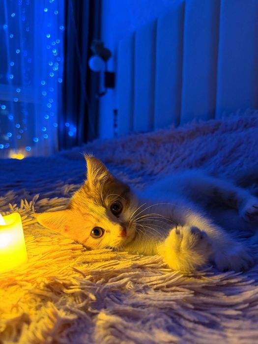 Котенок 4 месяца