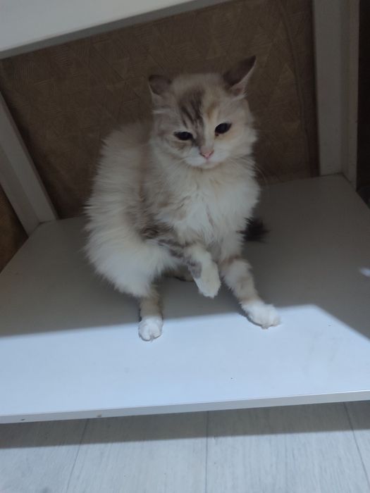 Кошка отдам даром
